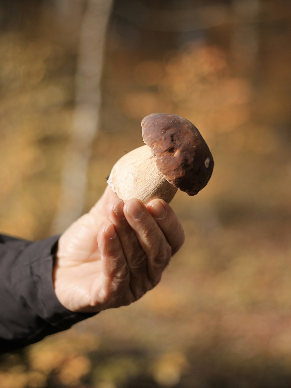 brown mushroom