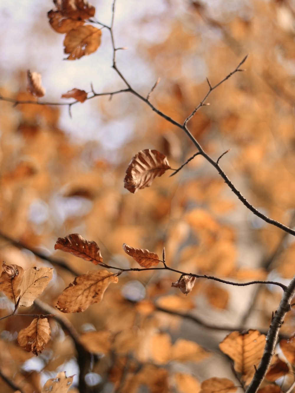 dry leaves