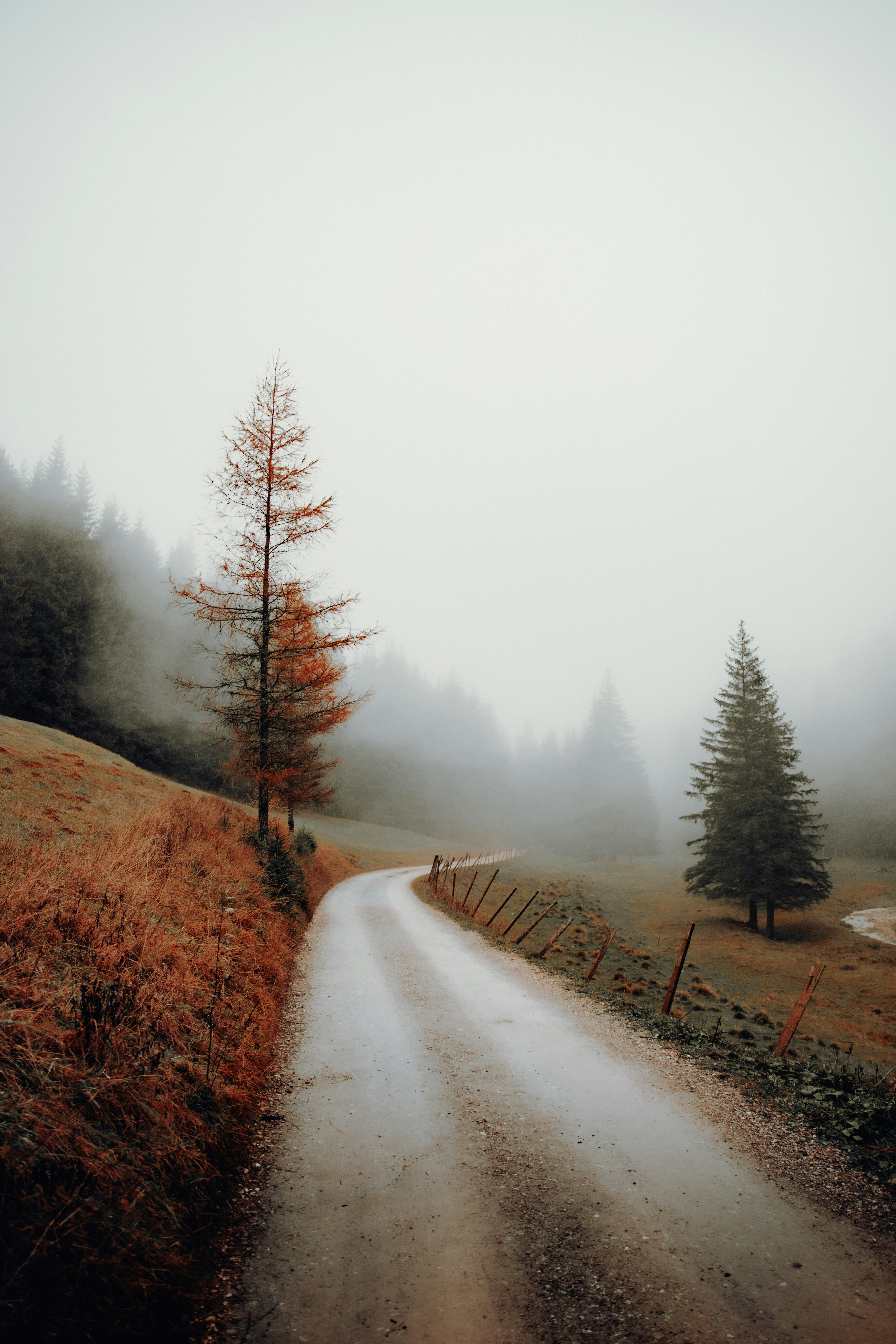 green-leafed trees