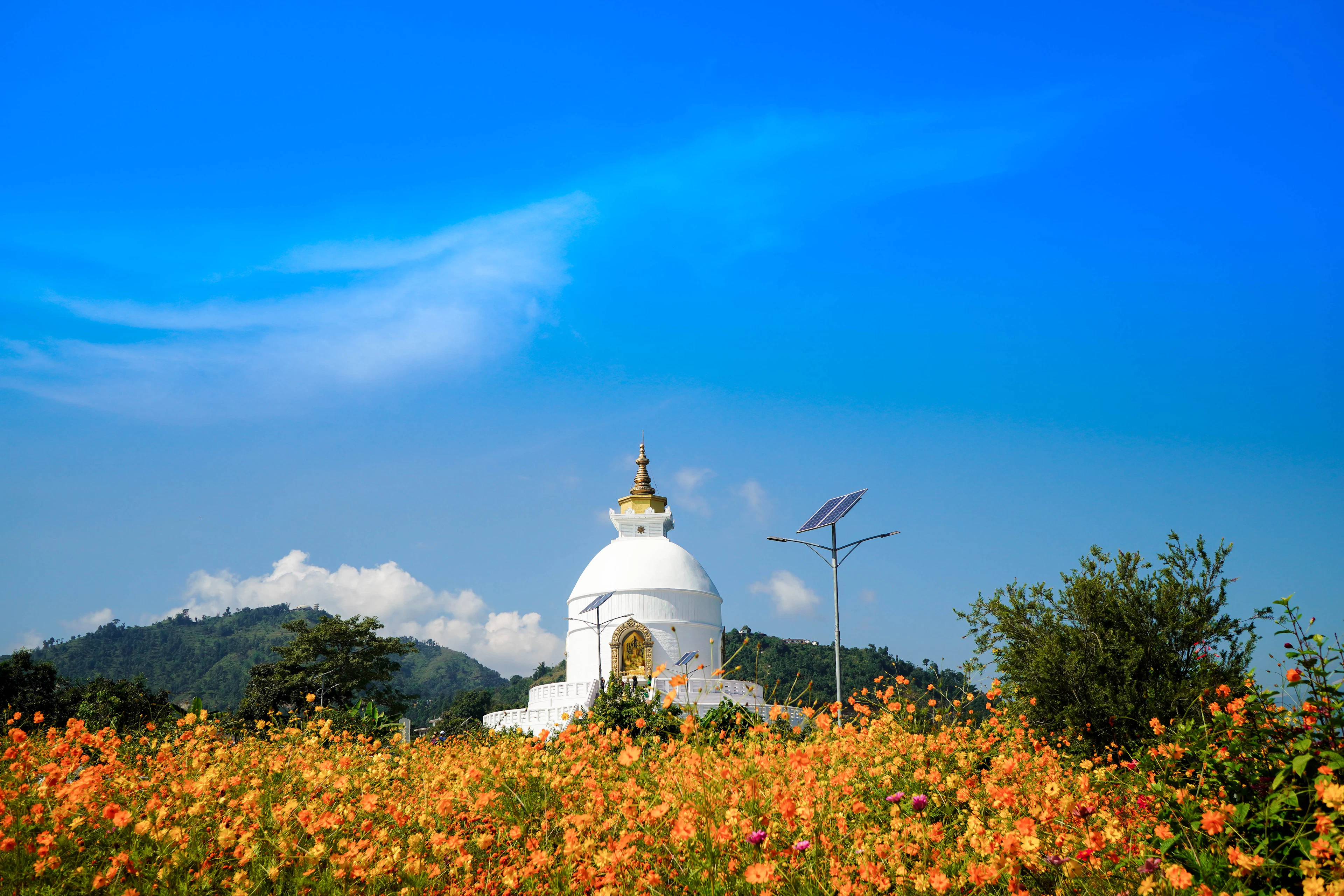 The white World Peace Pagoda above Pokhara, with flowers in bloom in the foreground