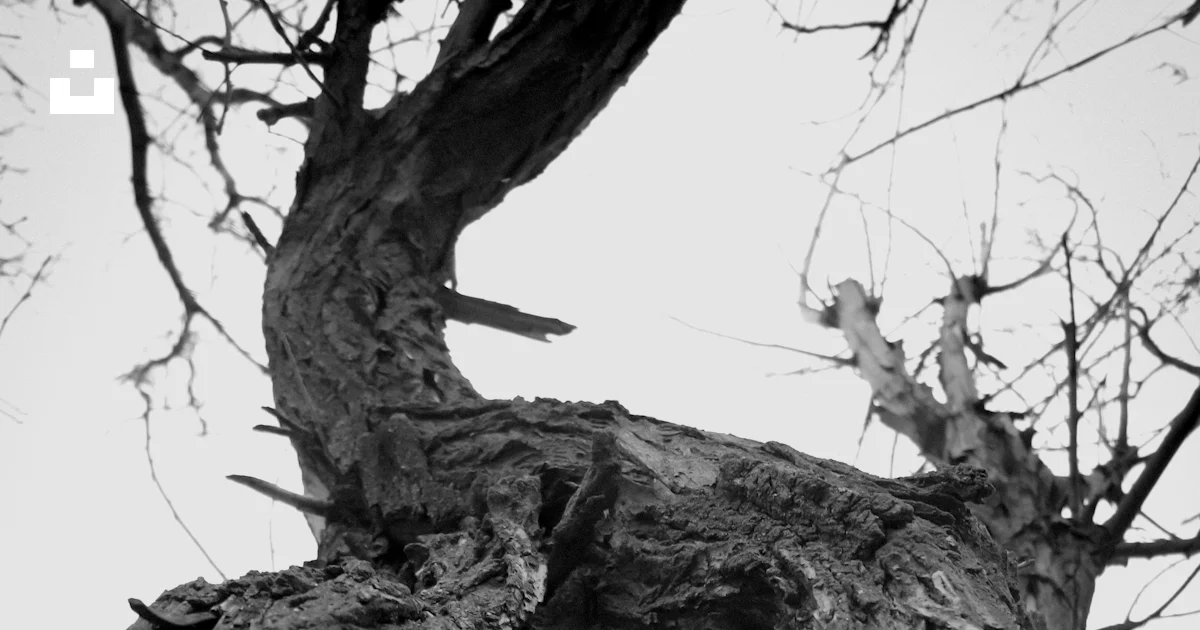 Tree Image Grayscale Grayscale photo of tree photo – Free Iran Image on Unsplash