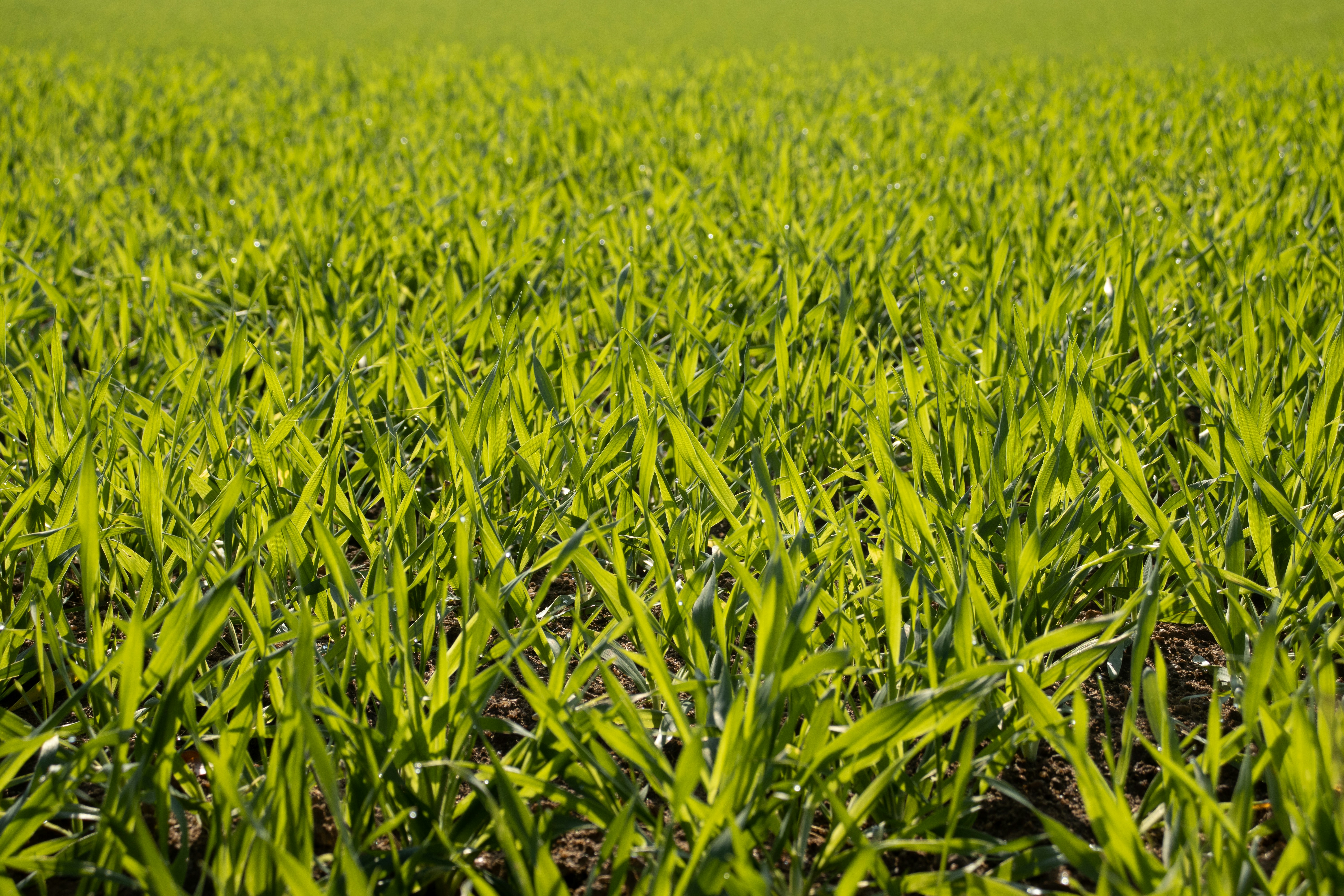 Soluciones agrícolas innovadoras