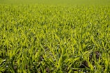 A vast expanse of young green crops growing uniformly in a field, with vibrant green leaves stretching towards the sky under natural sunlight.