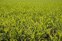 Sunlight filtering through green crops on a vibrant farm field.