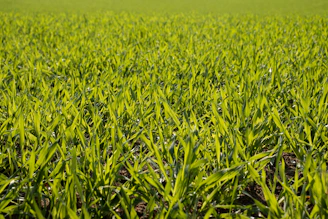 A close-up of fresh green organic crops growing in a sunlit farm field with a farmer's hand gently touching the leaves