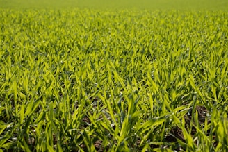 A vast expanse of young green crops growing uniformly in a field, with vibrant green leaves stretching towards the sky under natural sunlight.