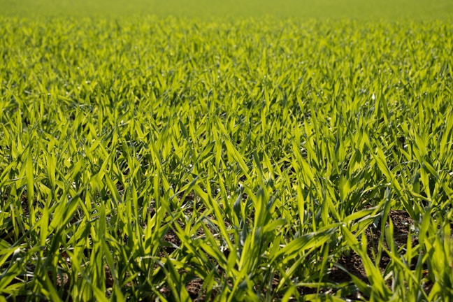 A vast expanse of young green crops growing uniformly in a field, with vibrant green leaves stretching towards the sky under natural sunlight.