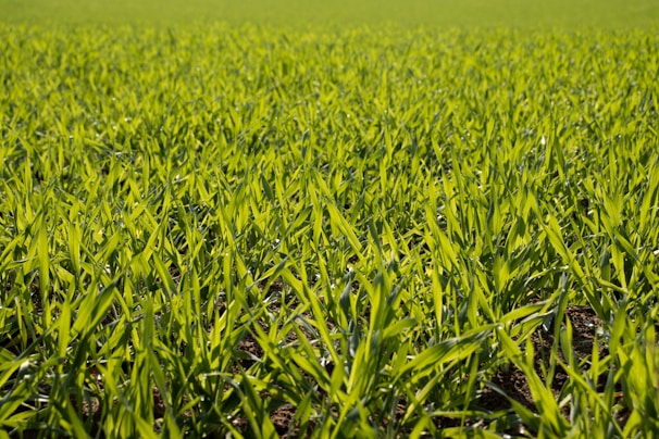 Close-up of vibrant green crops thriving in a field treated with bio-fertilizers from Green Pakistan Biotech.
