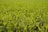 A farmer inspecting vibrant green crops in a sunlit field.