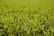Close-up of a farmer inspecting healthy green crops in a sunlit field.