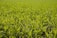 A farmer inspecting healthy green crops in a sunlit field.