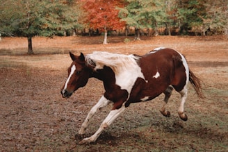 Barrel Horse for sale