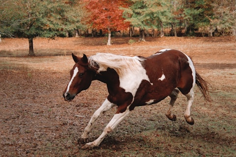 Barrel Horse for sale
