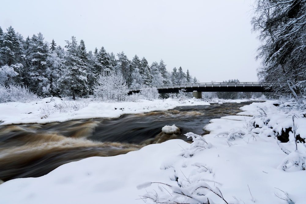 rivière entre les arbres