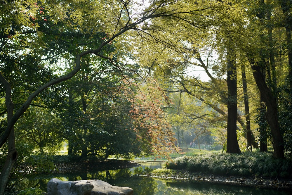 body of water under green trees during daytime