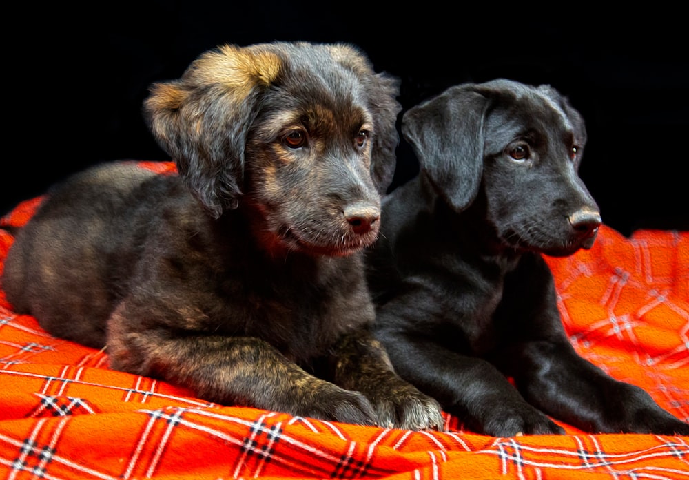 black and tan dogs on orange textile