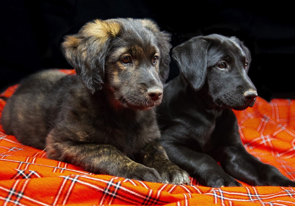 black and tan dogs on orange textile