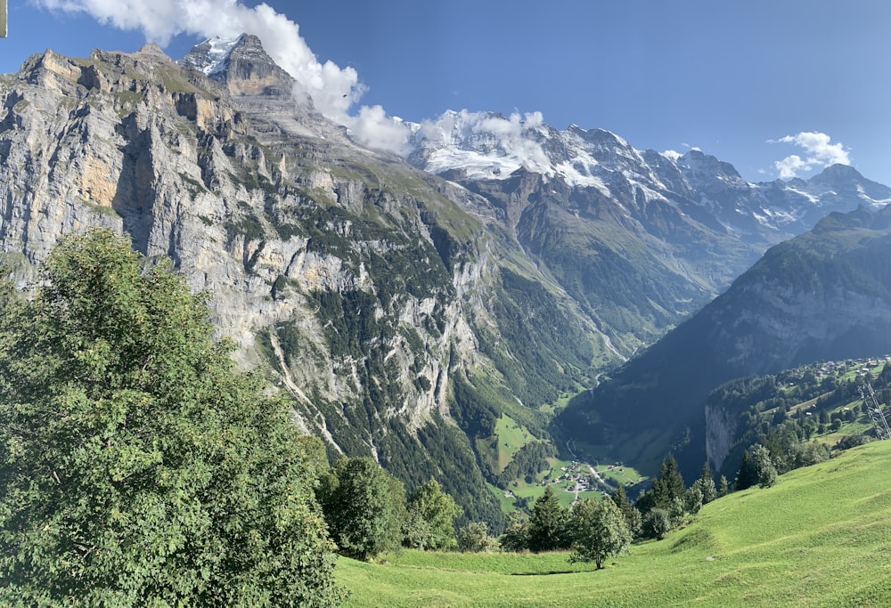 green trees on hill during daytime