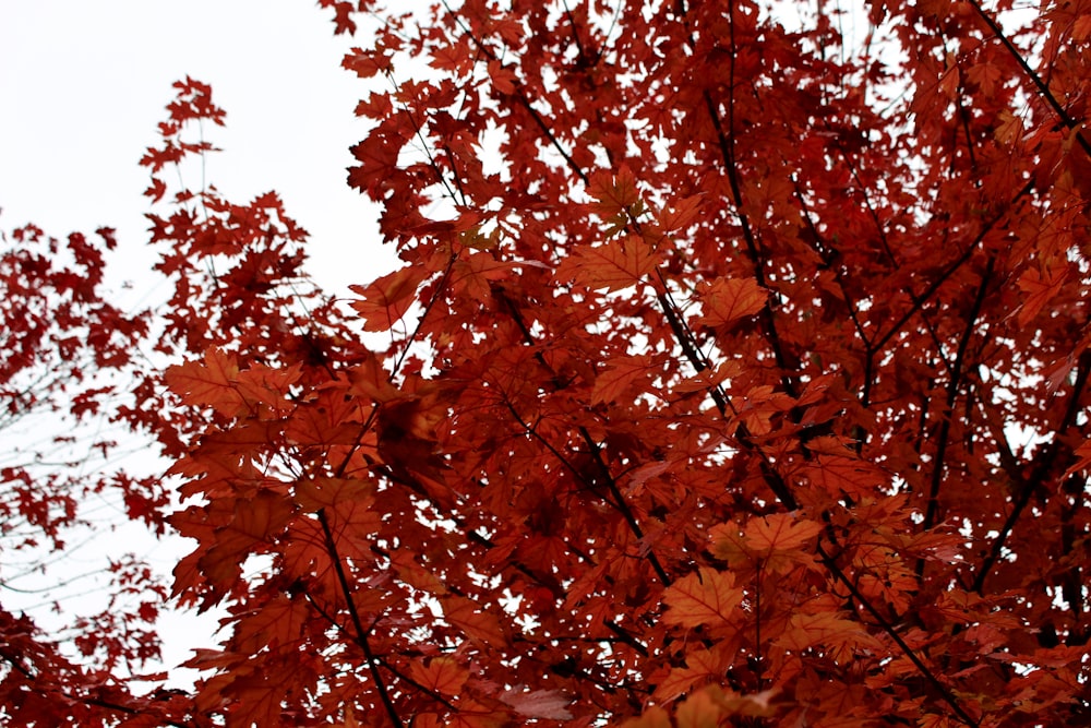 low-angle photography of orange maple leavess