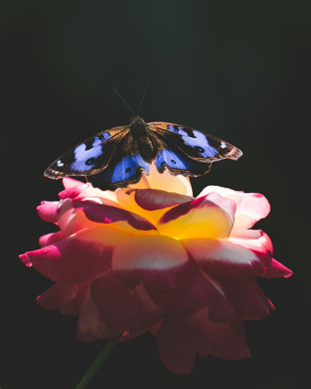 blue and black butterfly perched on flower