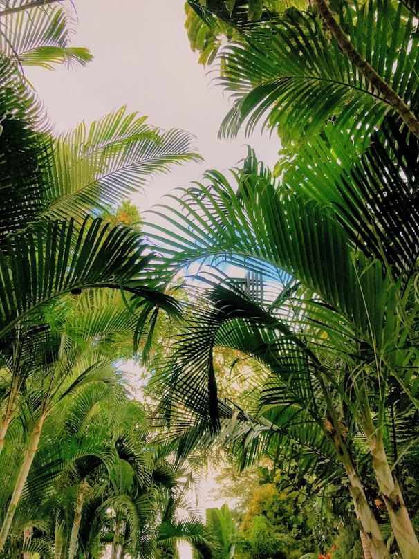 green palm trees