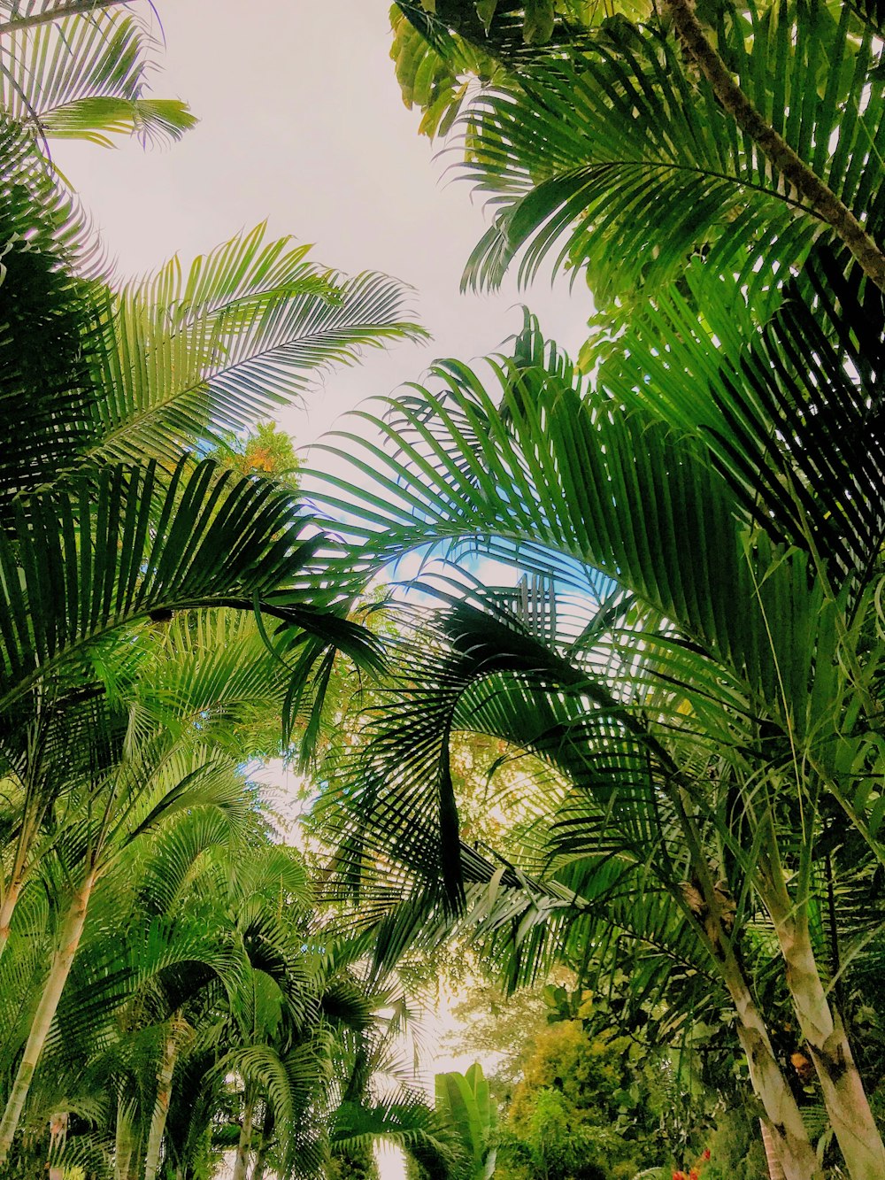 palmeiras verdes