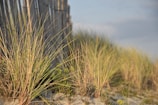 Volunteers planting native grass at Ponto Beach site.