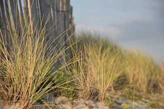 Volunteers planting native dune grasses along a sandy shoreline at sunrise.