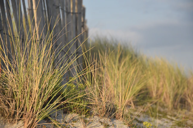 Volunteers planting native dune grasses along a sandy shoreline at sunrise.