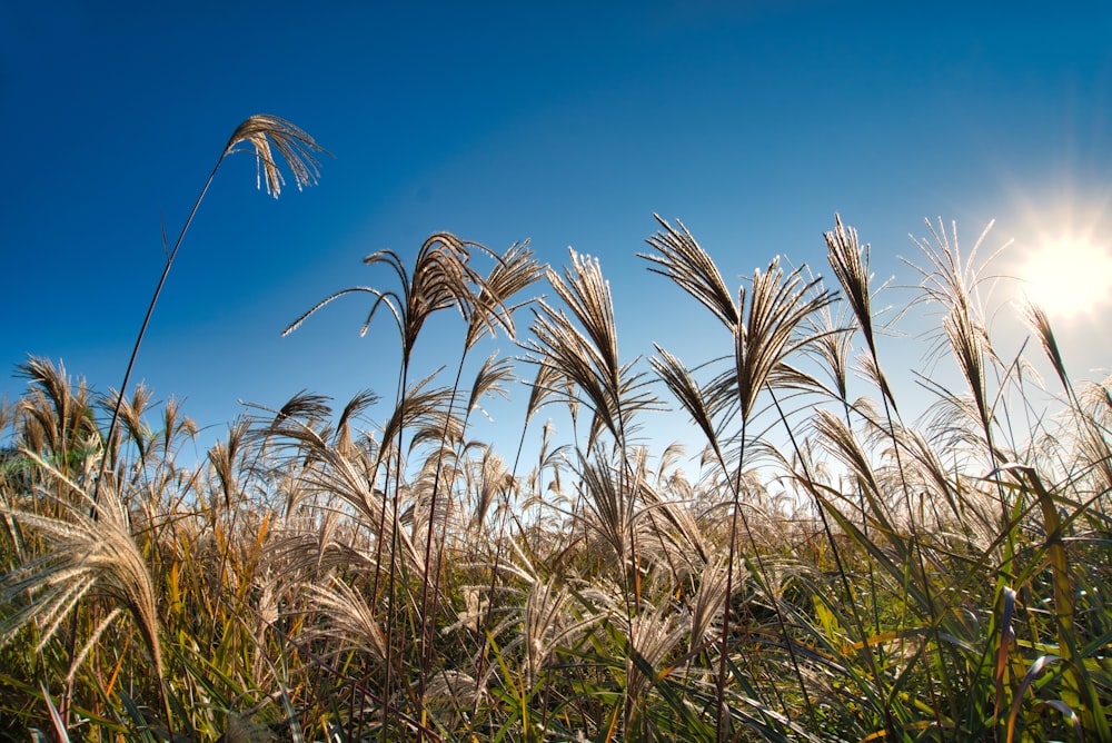 brown and green grass field