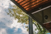 flock of birds flying above trees and building during day