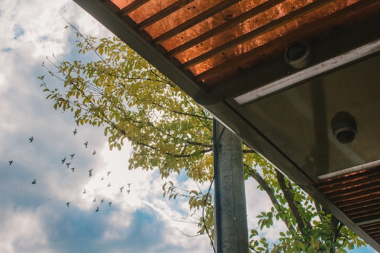 flock of birds flying above trees and building during day