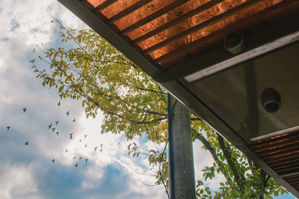 flock of birds flying above trees and building during day