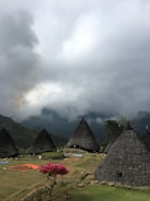 thatch buildings on grass field during day