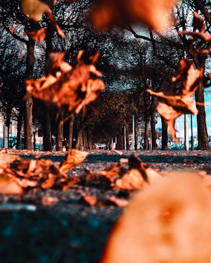 A compact leaf blower in action, clearing autumn leaves from a stone pathway.