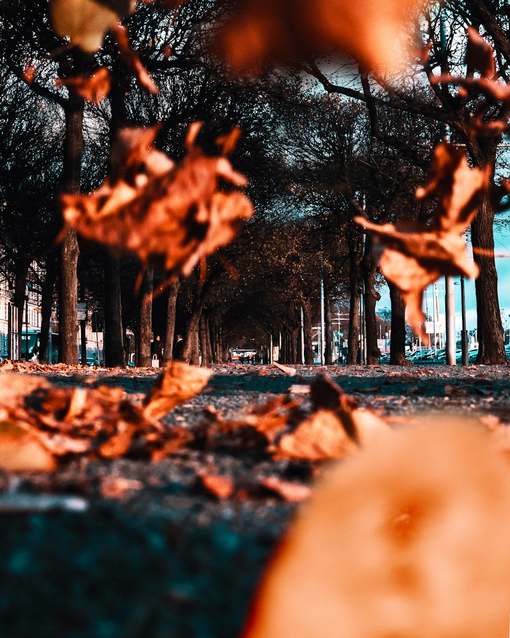 dried leaves