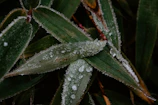 Close-up of vibrant frozen kale leaves glistening with frost.