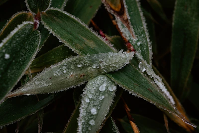 Close-up of vibrant frozen kale leaves glistening with frost.