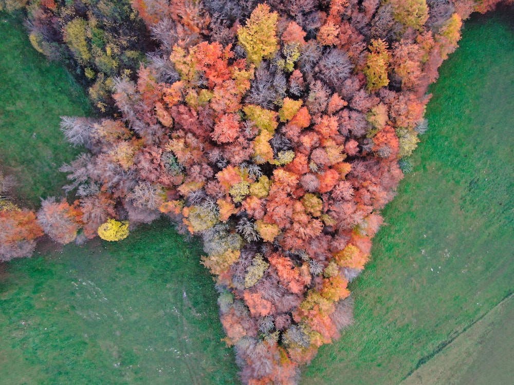 aerial photo of trees