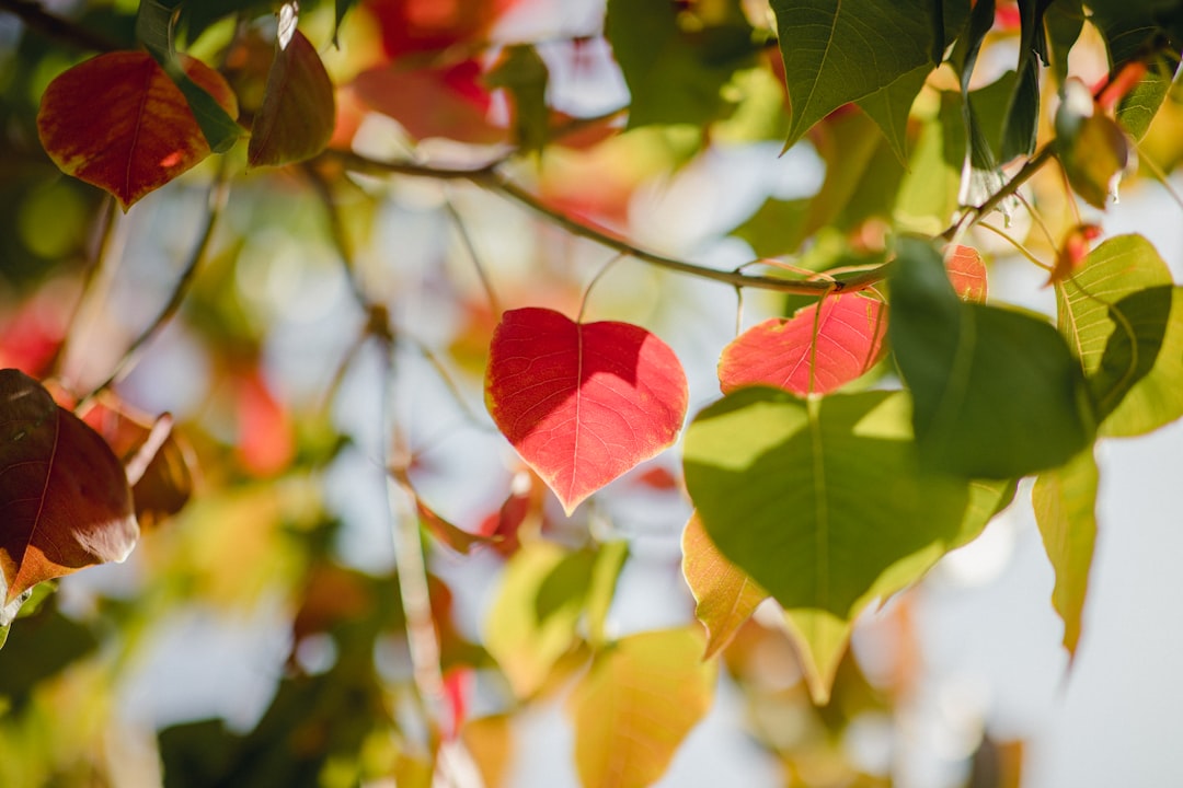 selective focus photography of red and green-leafed plant