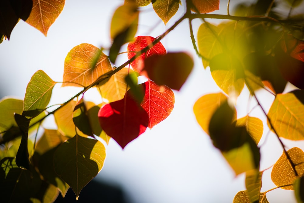 green-leafed tree