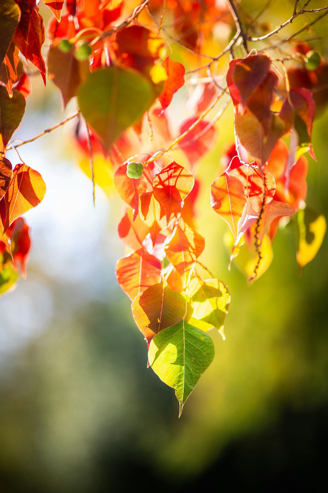 red and green vine plant