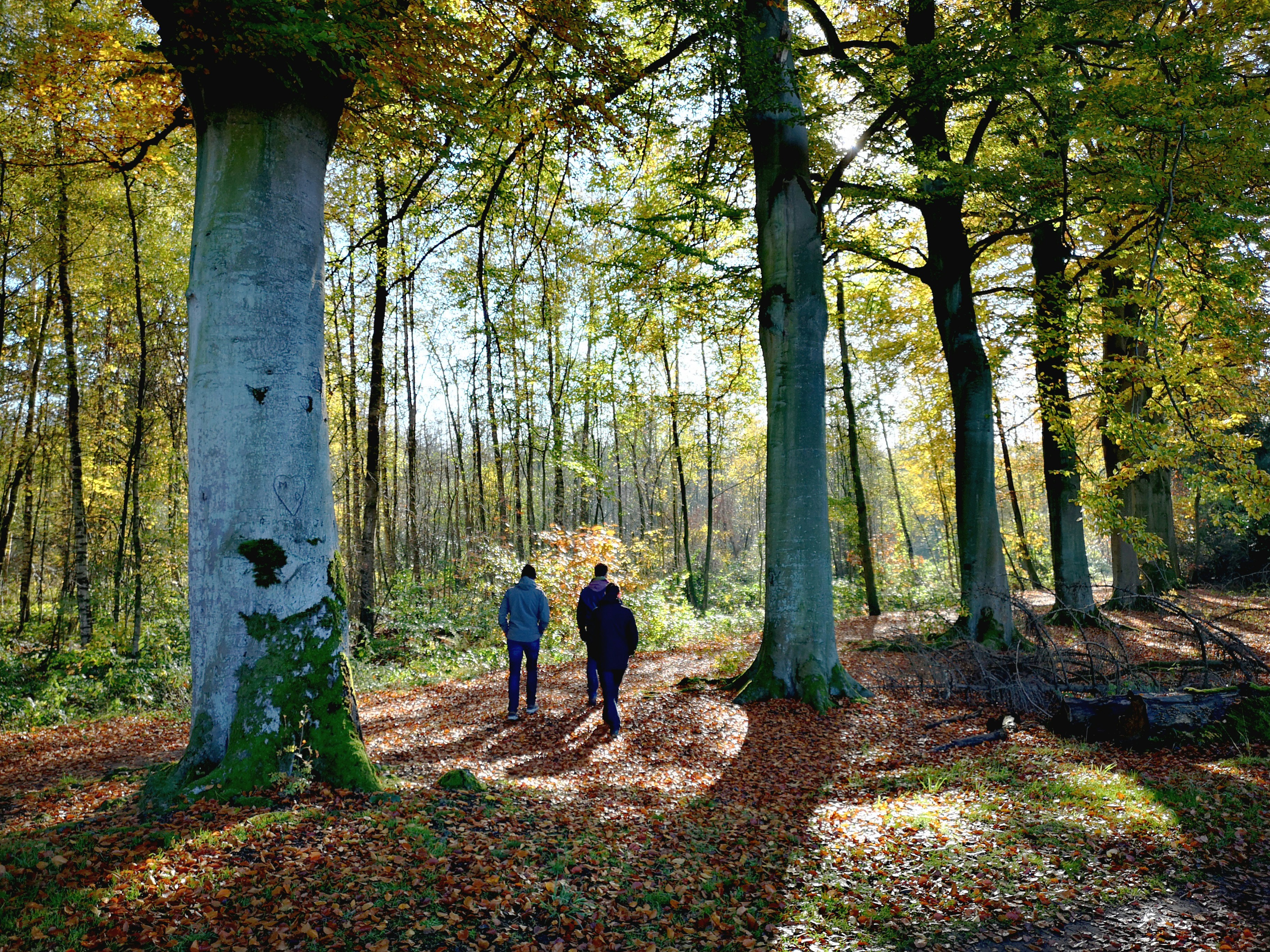 A Walk in Nature