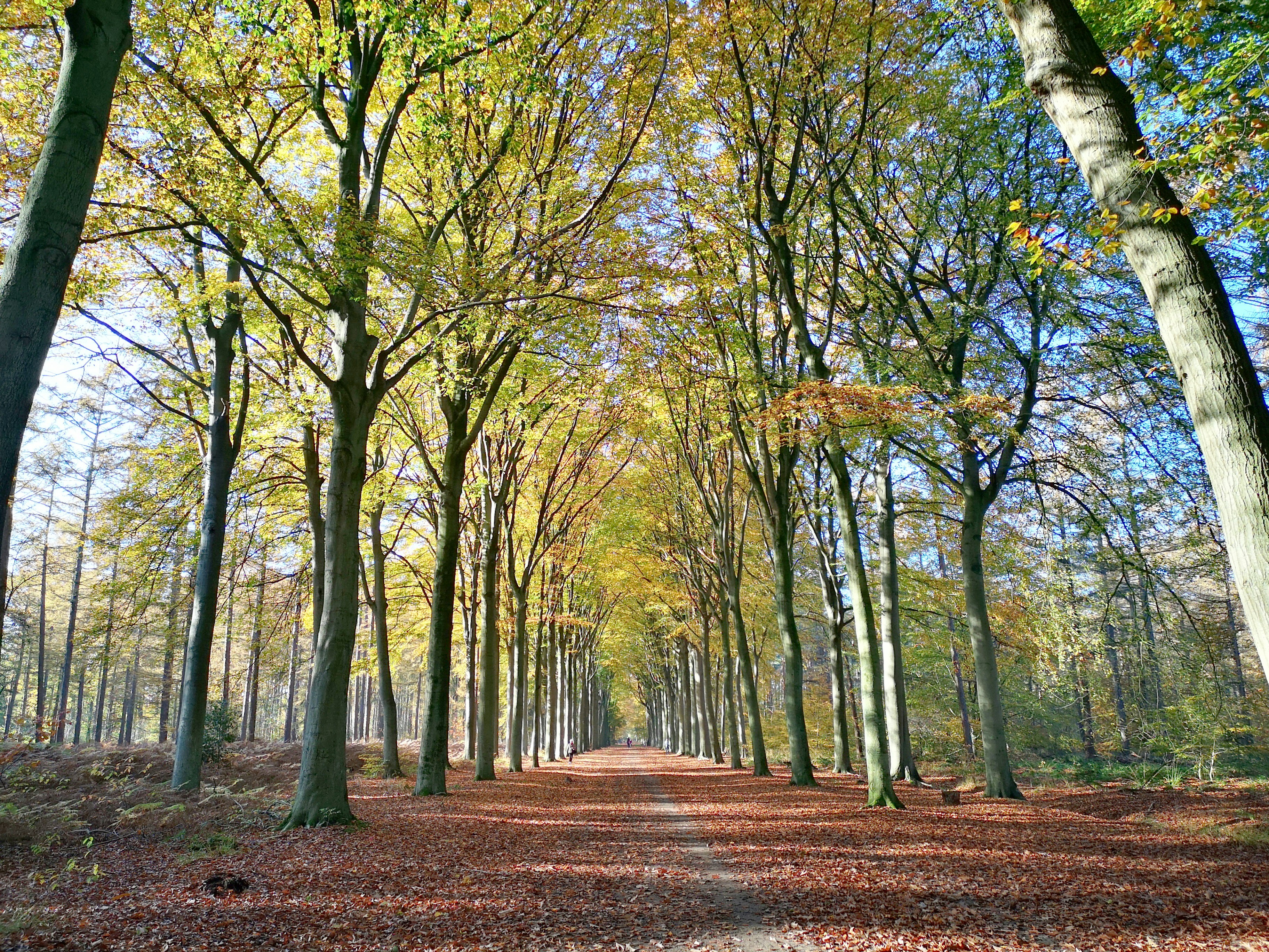 Morning in the Forest