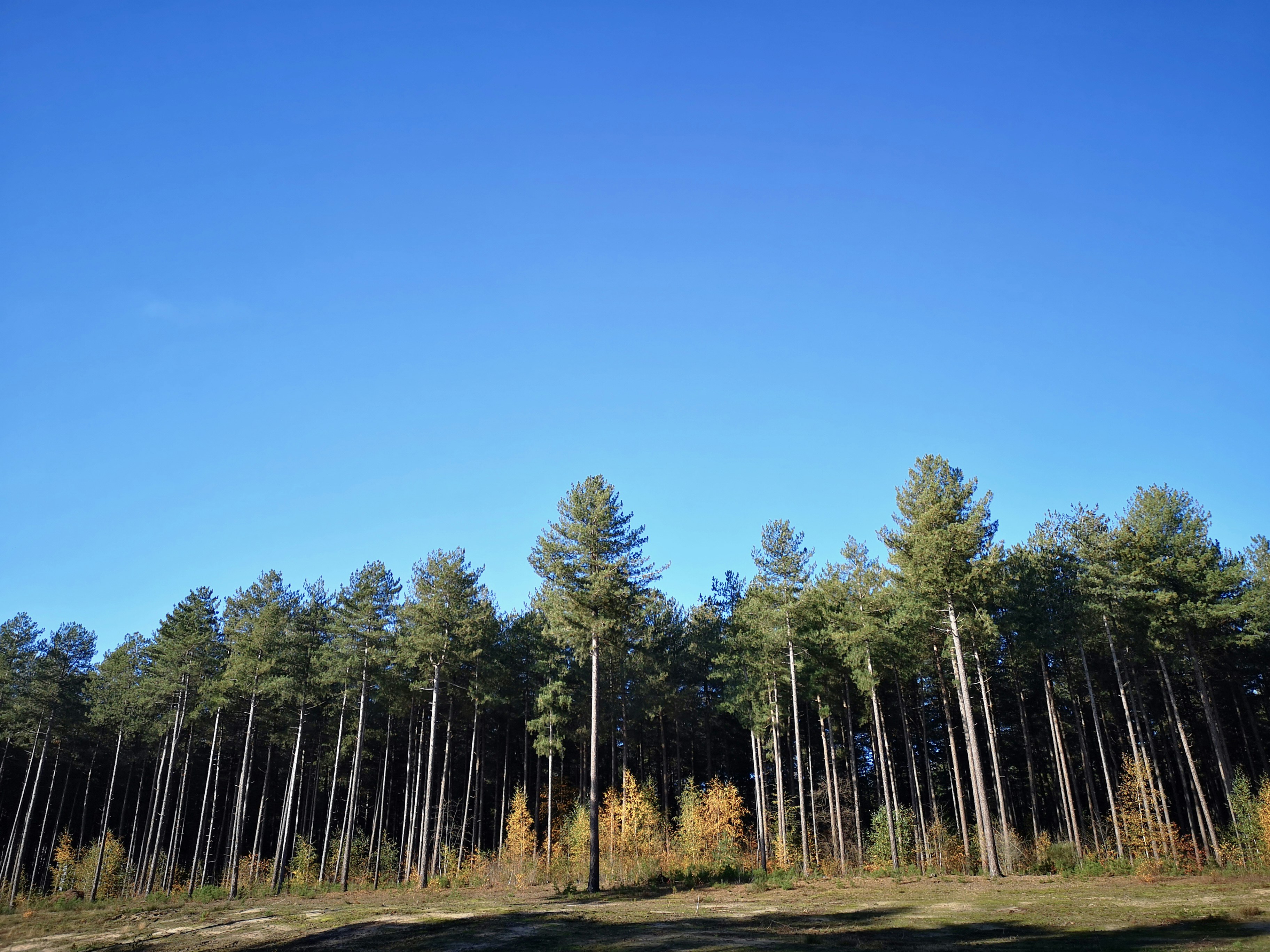 Guardian Trees
