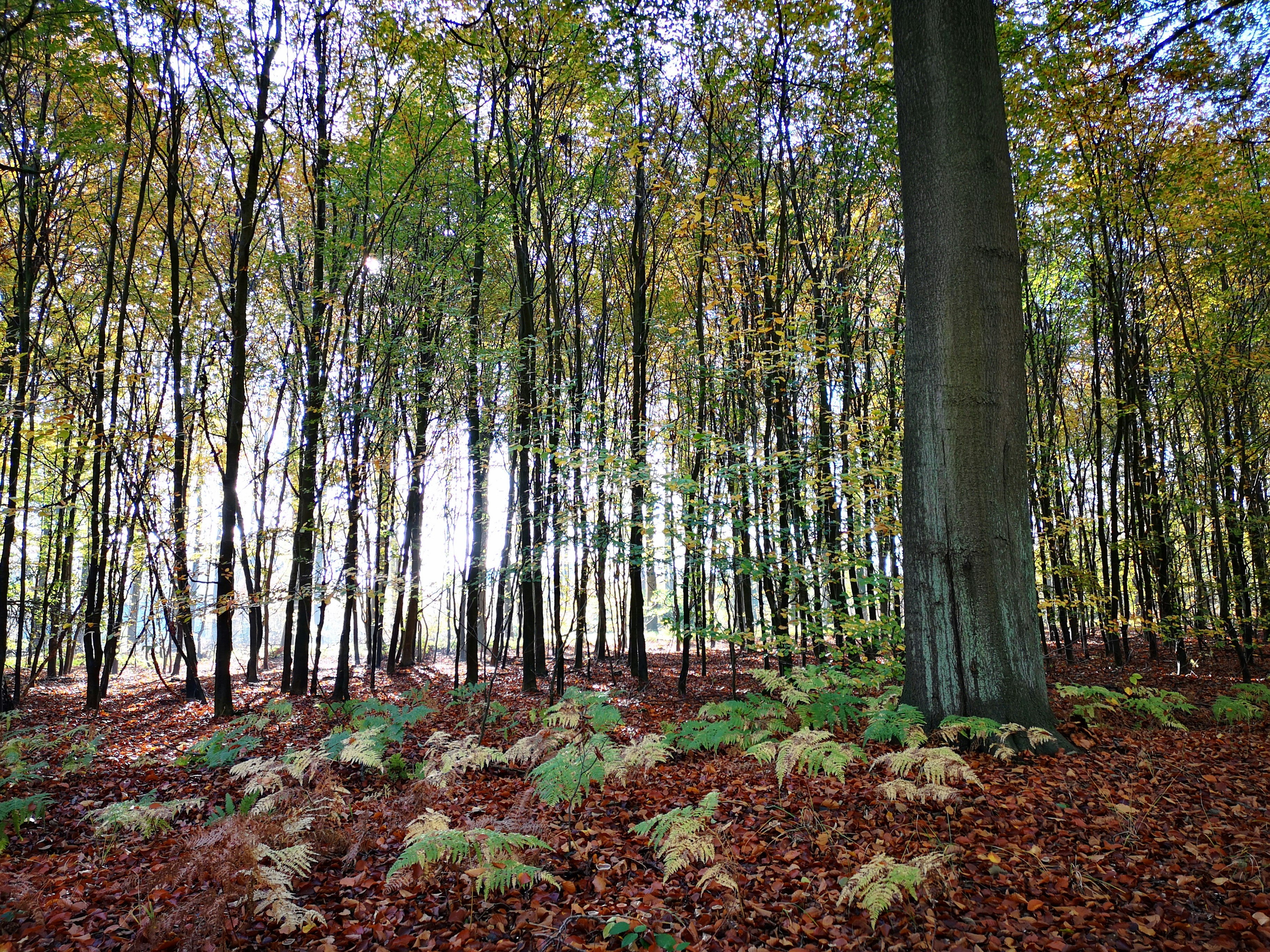 Among the Trees