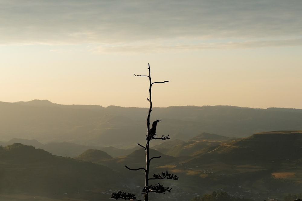 bird on tree