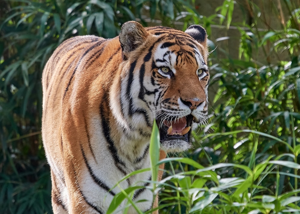 tiger beside plants