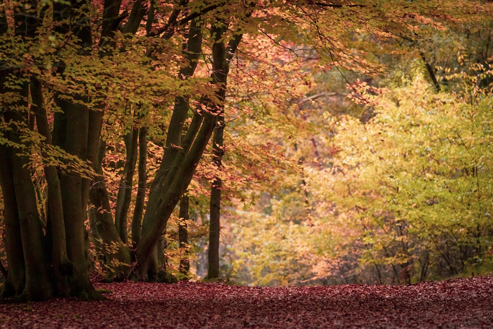 brown and green trees