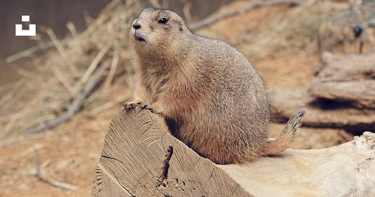 Gray rodent on tree log photo – Free Dc Image on Unsplash